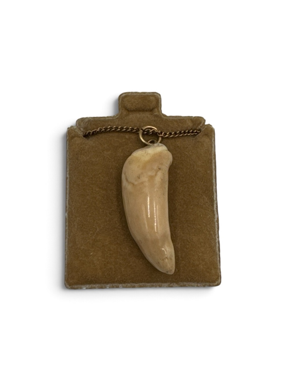 Vintage Alaskan Native Fossilized Walrus Tooth Necklace 18” Gold Tone Chain